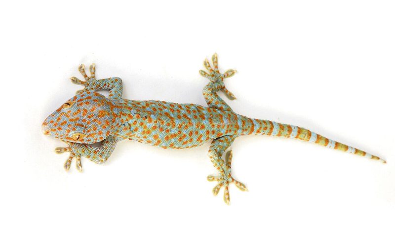 Gecko