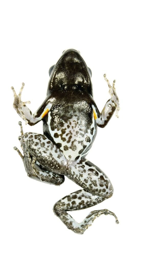 Pfeilgiftfrosch