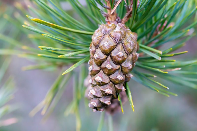 Mutter Natur hat Spass an Fraktalen