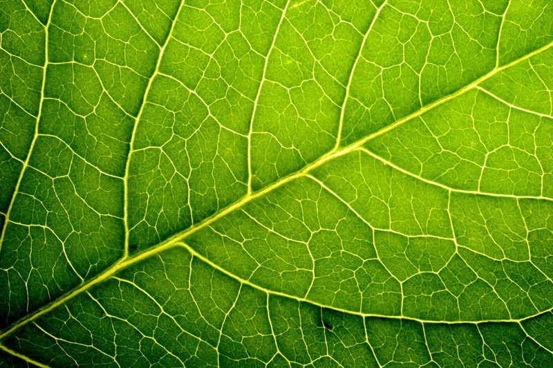 Mutter Natur hat Spass an Fraktalen