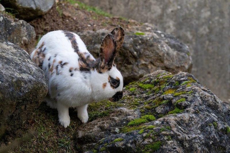 Zoo Zürich setzt auf seltene Rassen