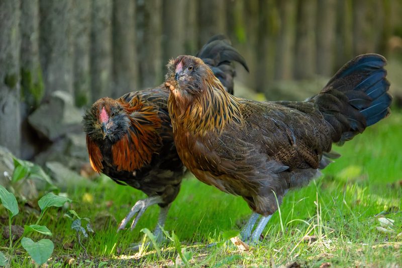 Zoo Zürich setzt auf seltene Rassen