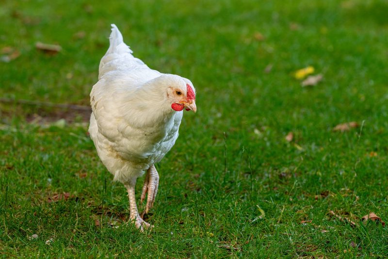 Schweizerhuhn
Gallus gallus ssp.; Pro Specie Rara