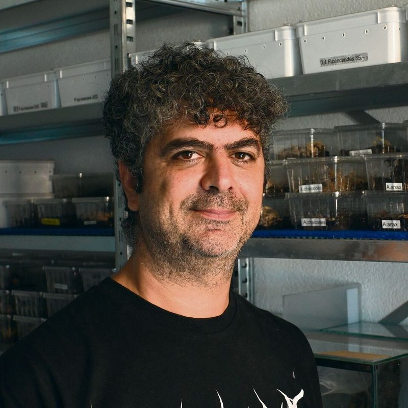 Gino Mammone
