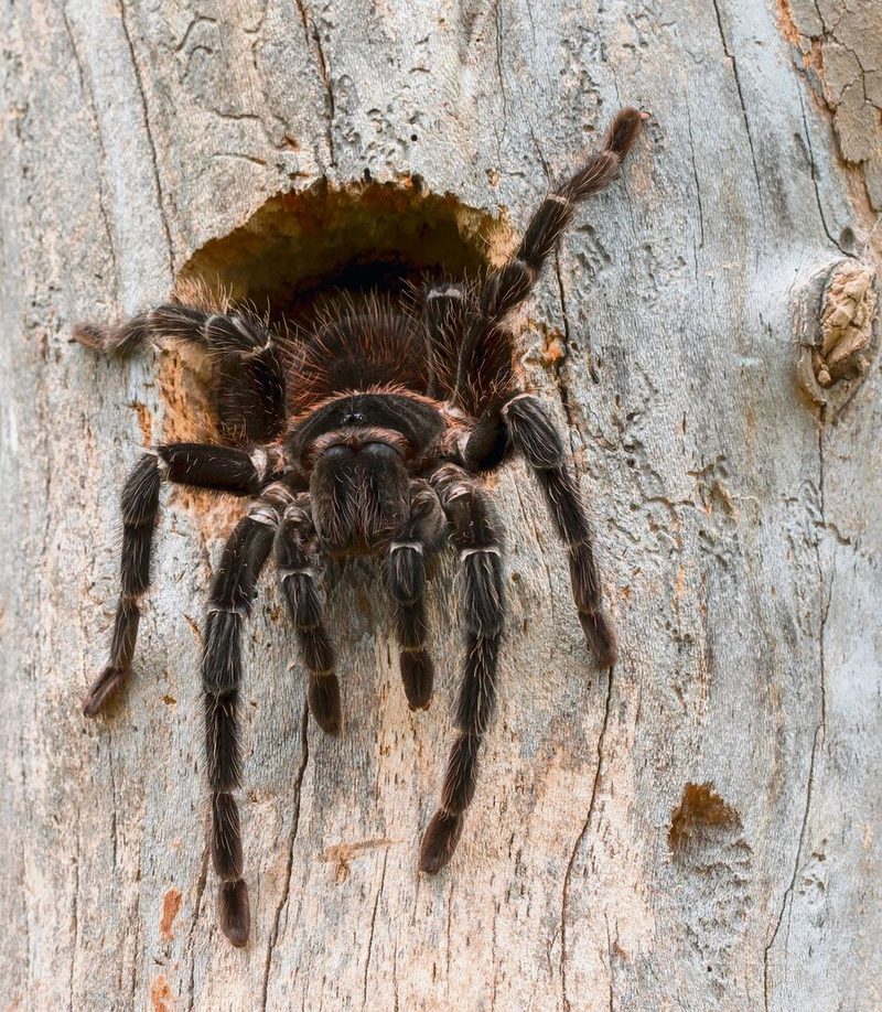 Vogelspinne