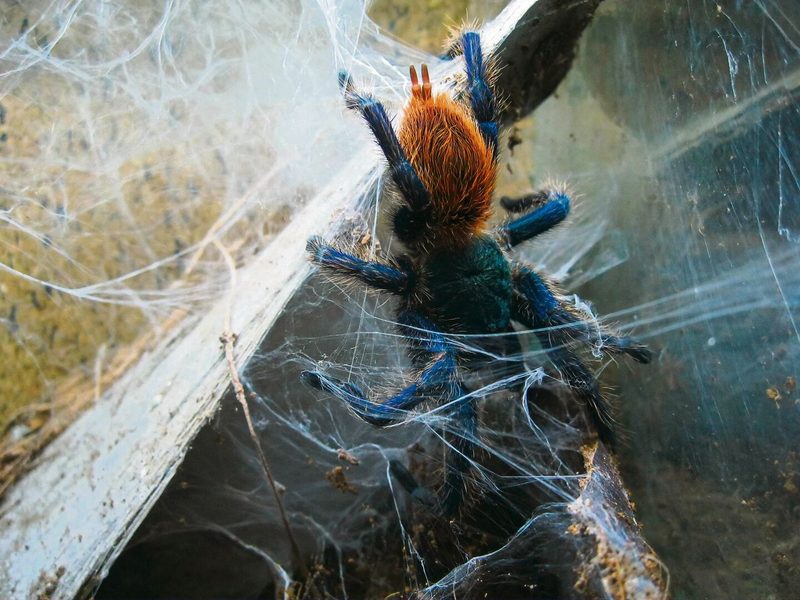 Vogelspinnen bauen keine Netze, nur manche spinnen sich ein Gespinst als eine Art Wohnhöhle.