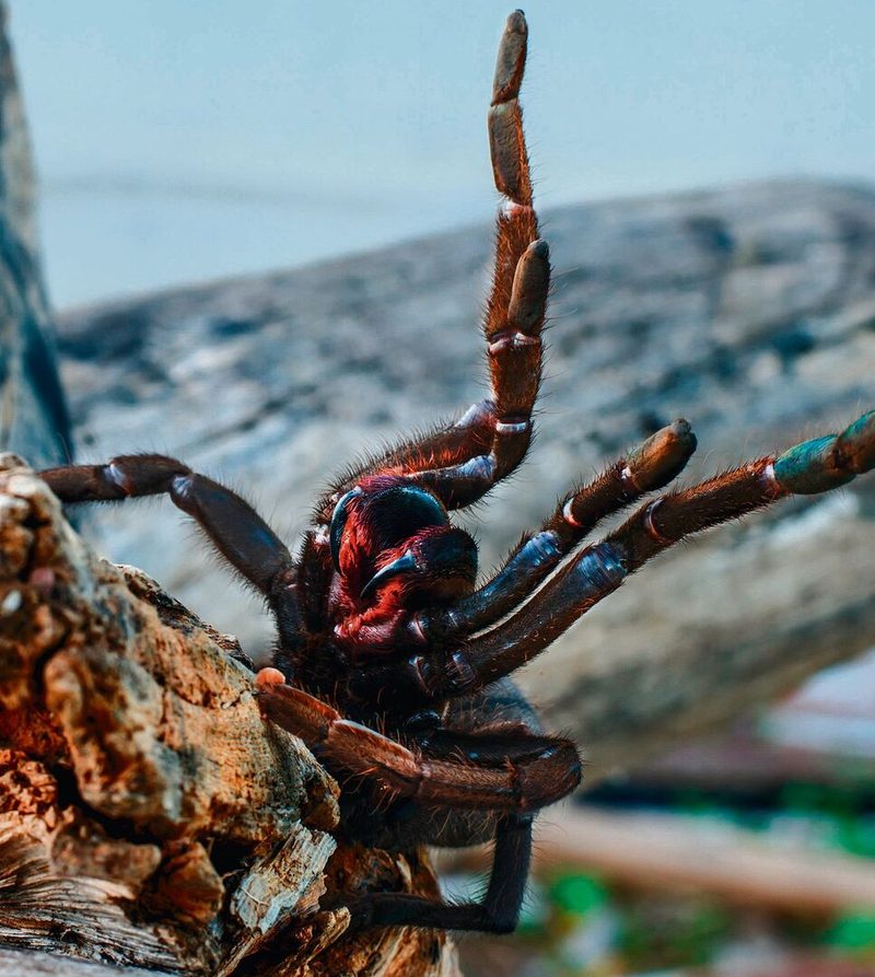 Vogelspinne