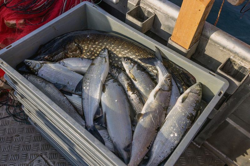 Der mehr als drei Kilogramm schwere Hecht ist das Prachtexemplar desFanges. Nicht jeden Tag gelingt es, einen solchen Fisch an Bord zu ziehen. Die Felchen, mit denen sich der Hecht das Kistchen teilt, wirken klein dagegen.