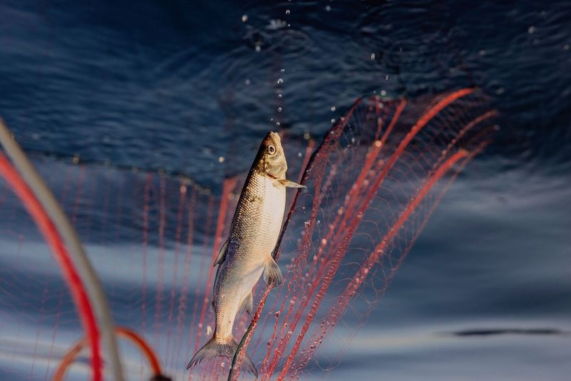 Fisch im Netz
