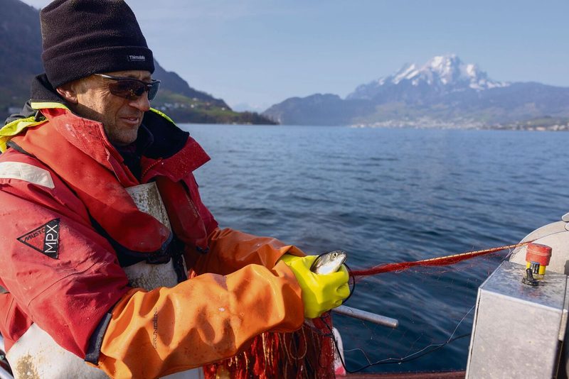 Beim Herauslösen der Fische aus dem Netz ist Vorsicht geboten, schnell ist ein Exemplar aus den Händen geglitten.