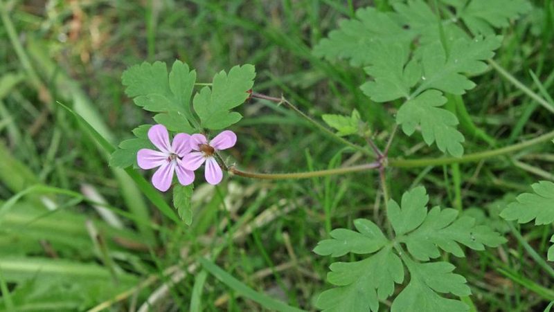 Stinkender Storchschnabel