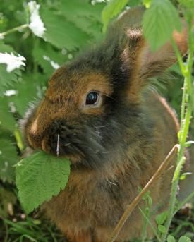 Kaninchen frisst Kräuter
