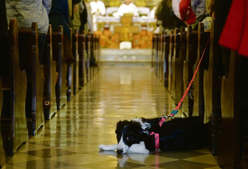Tiere sind nie falsch und leben in göttlicher Gegenwart. Sie haben in der Bibel ihren festen Platz und wichtige Rollen.