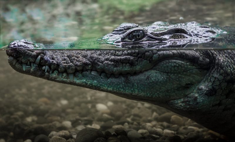 Krokodil