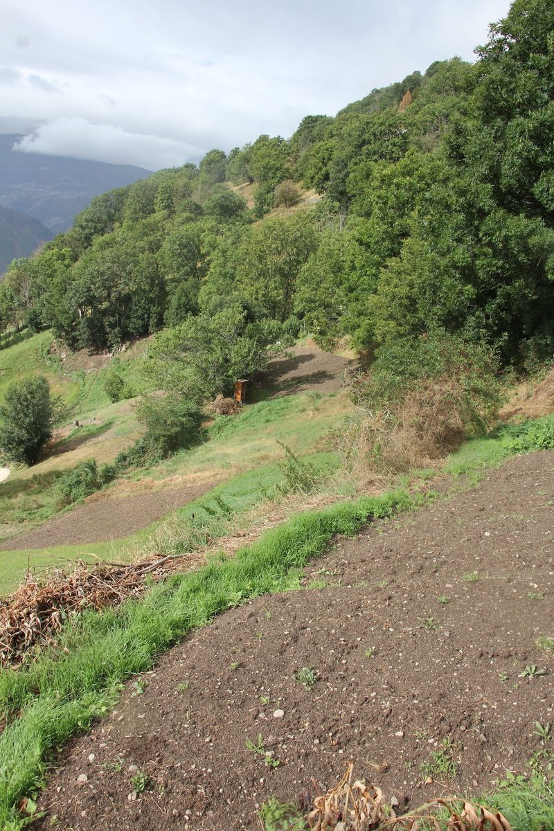 Safrananbau in Mund im Wallis