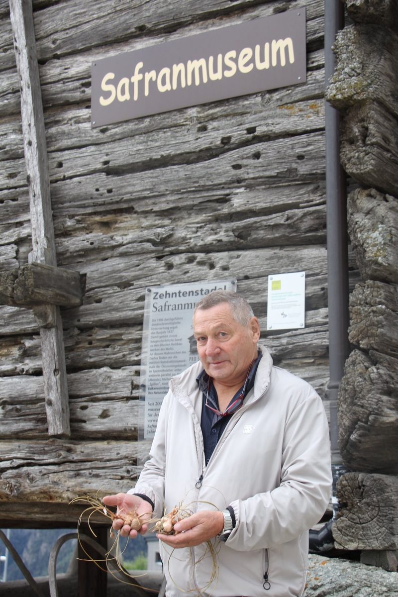 Safrananbau in Mund im Wallis