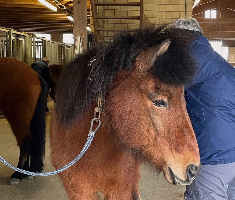 Ein Pferd als Co-Therapeut