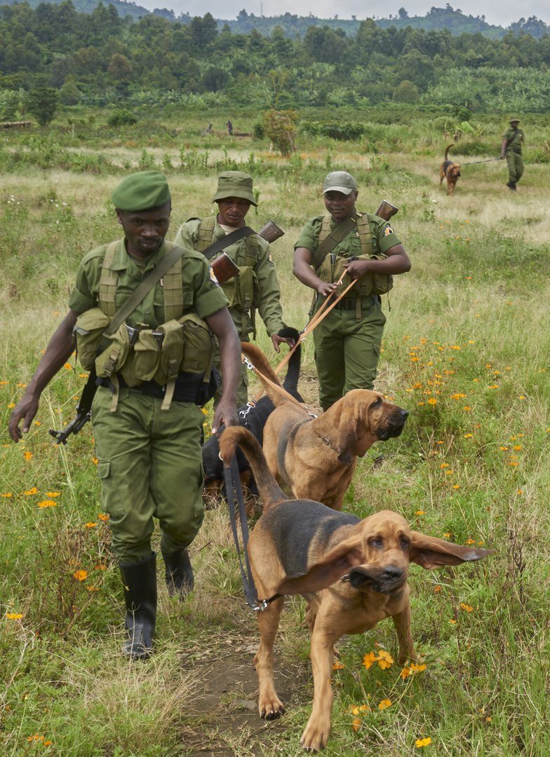 Wie eine Aargauerin im Kongo mit Bluthunden gegen Wilderei kämpft