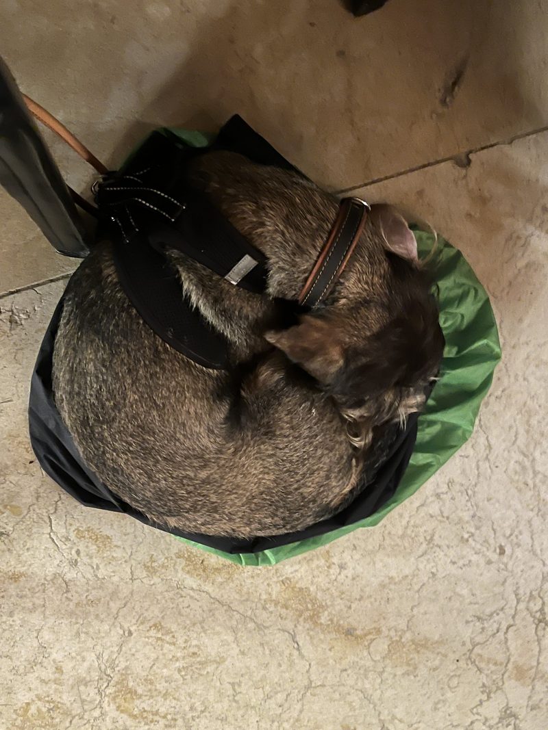 Frieda auf dem Betriebsausflug