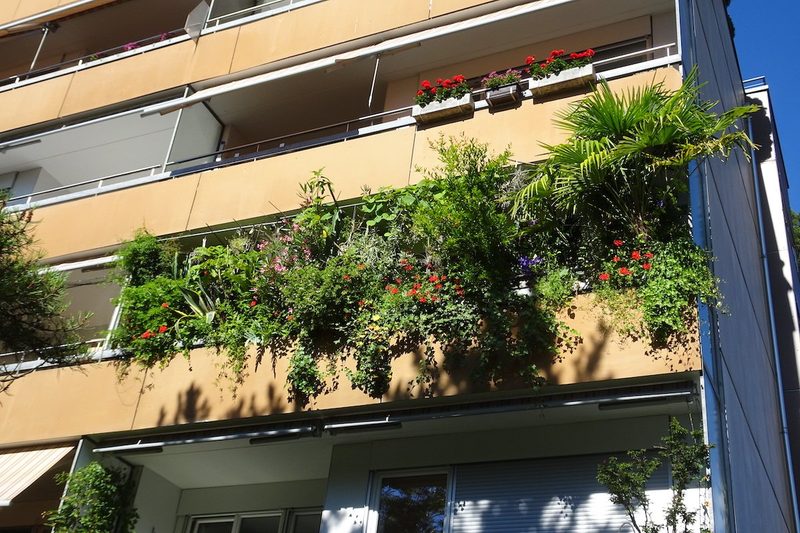 Nistende Amseln auf dem Balkon