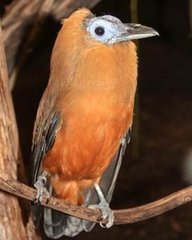 Kapuzinervogel