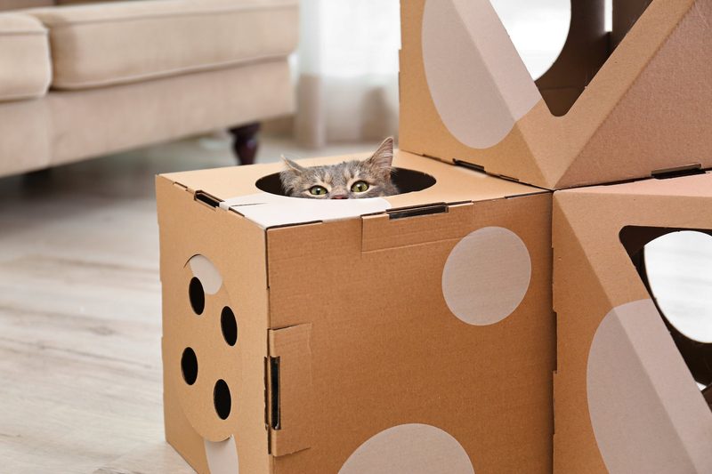 Fünf selbstgemachte Katzenspielzeuge