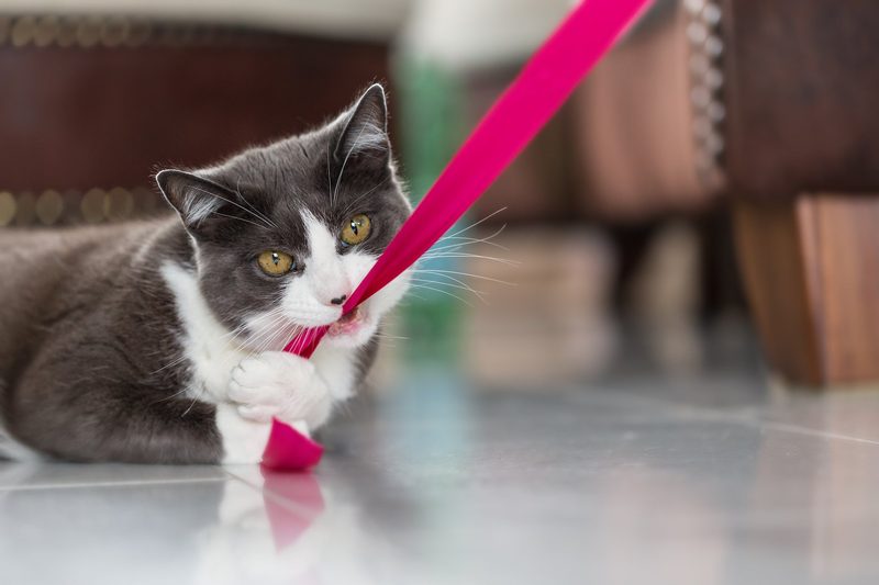 Fünf selbstgemachte Katzenspielzeuge