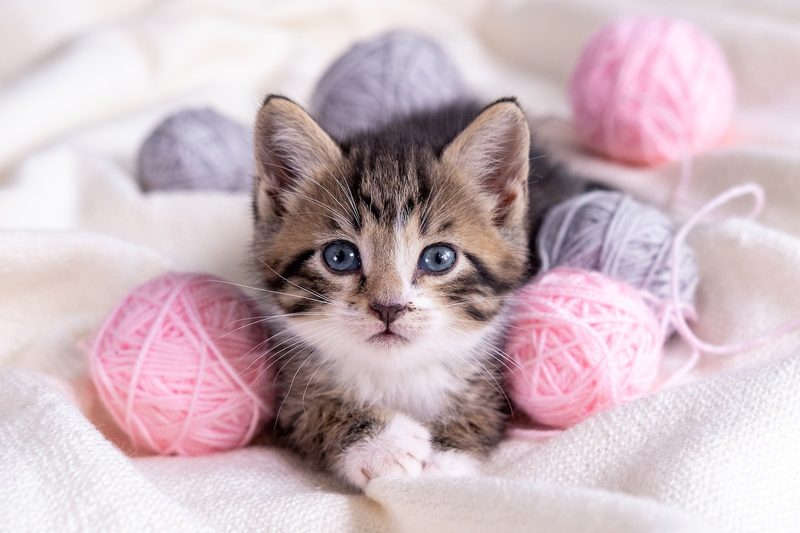 Fünf selbstgemachte Katzenspielzeuge