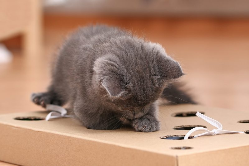 Fünf selbstgemachte Katzenspielzeuge