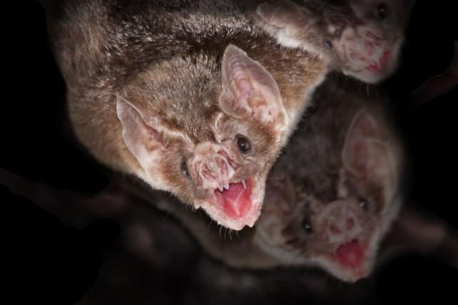 4-bat-shutterstock_belizar.jpg