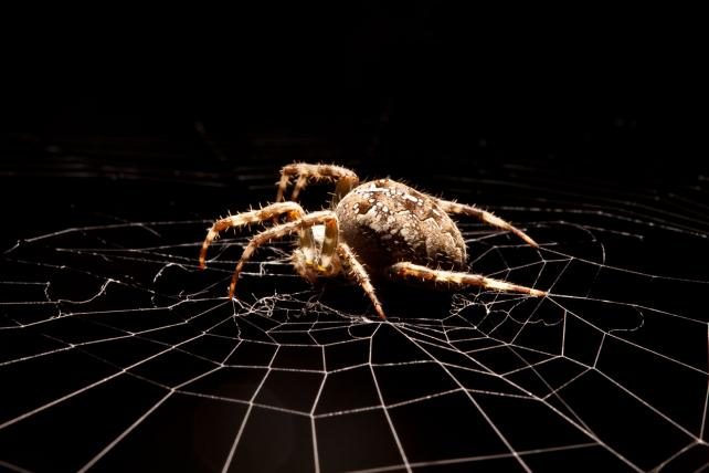 5-spider-shutterstock_Tim_Booth.jpg