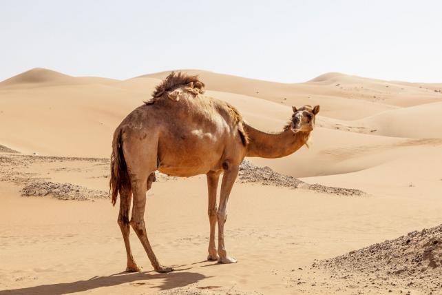 3-camel-shutterstock_Philip_Lange.jpg