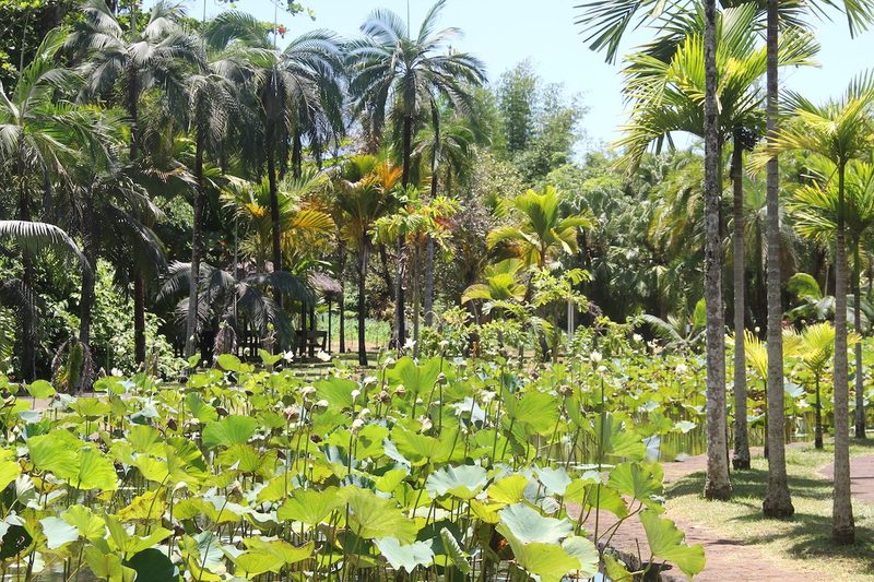 Eine Weltreise zu botanischen Gärten