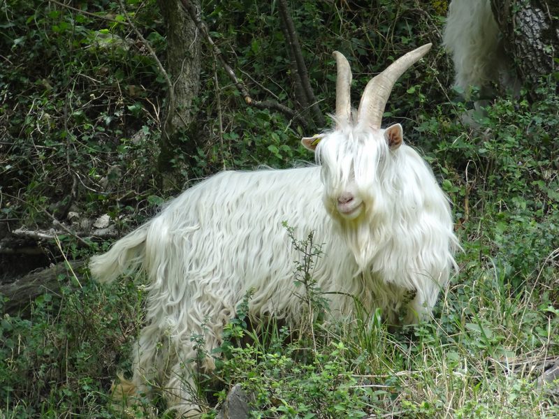 Capra Sempione - Robuste Ziegen mit weissem Haarkleid