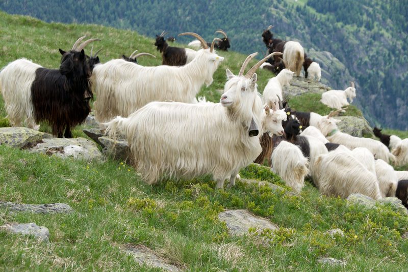 Capra Sempione - Robuste Ziegen mit weissem Haarkleid