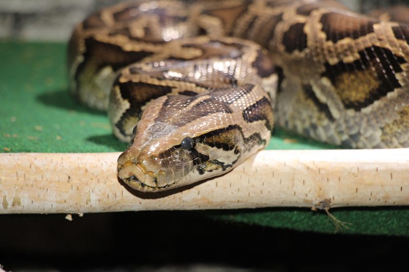 Die Reptilien-Auffangstation in Le Locle