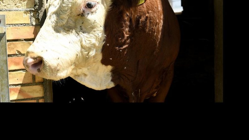 Hereford-Rind guckt aus Stall