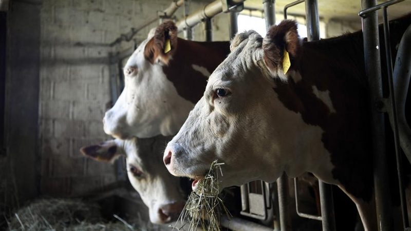 Hereford-Kühe im Stall