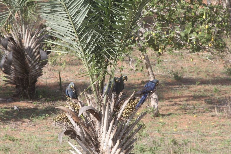 Lear-Ara: der wiedererstandene Papagei