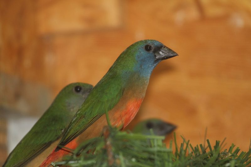 Lauchgrüne Papageiamadine: Kunstwerk der Natur