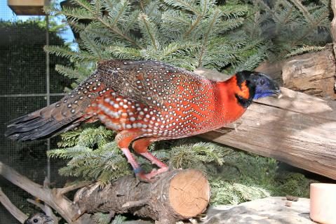 Satyrtragopan, Männchen