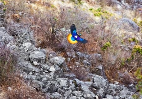 Köngisglanzfasan fliegt auf