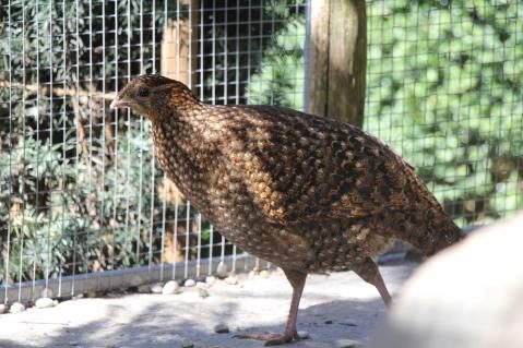 Satyrtragopan, Weibchen