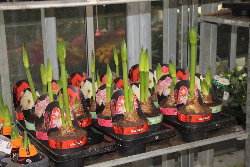 Blumenhandel in der Schweiz