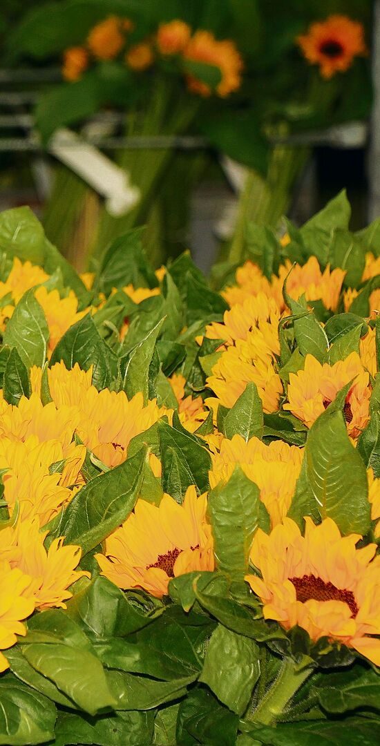 Blumenbörse 2