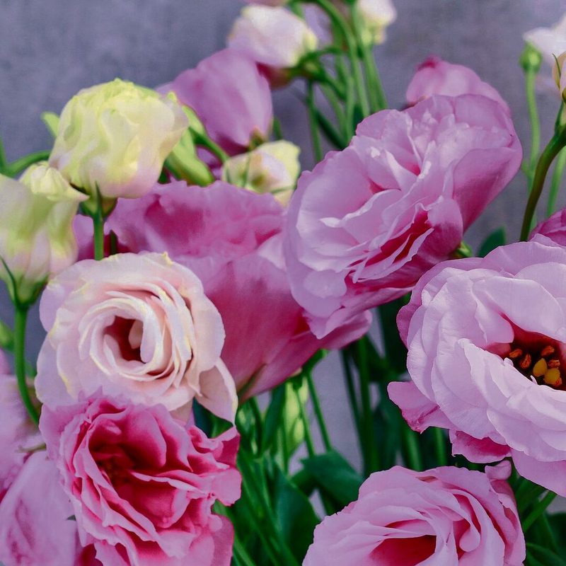 Chrysantheme