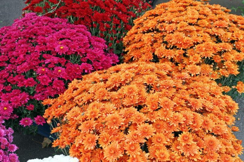 Beliebteste Blumen