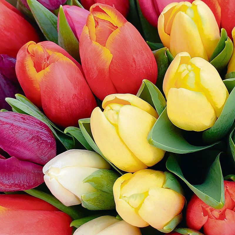 Tulpe