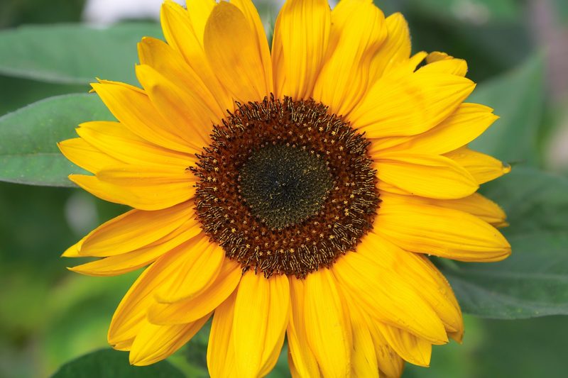 Beliebteste Blumen