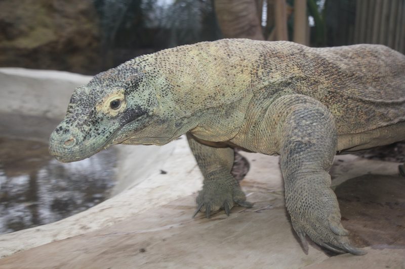 Komodowarane und andere Reptilien und Amphibien im Tropiquarium in Servion